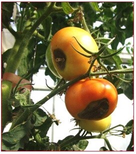 علایم کمبود کلسیم در گوجه فرنگی