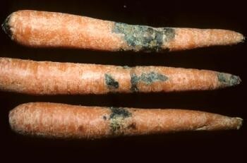 بیماری پوسیدگی سیاه Alternaria radiciana (black rot)