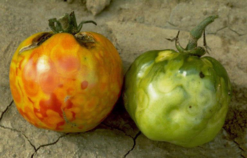 خسارت ویروس پژمردگی لکه ای گوجه فرنگی بر روی میوه
