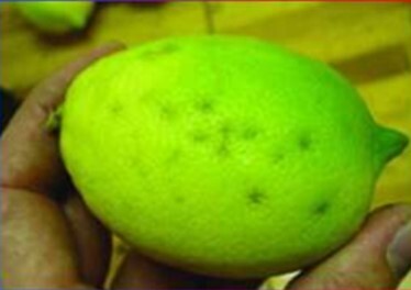 علایم عارضه پتکا روی میوه لیمو ترش
