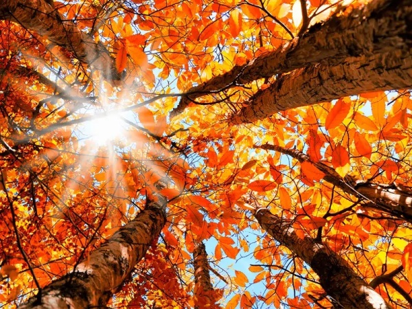 پاییز و زمستان، فرصتی برای تجدید قوای درختان