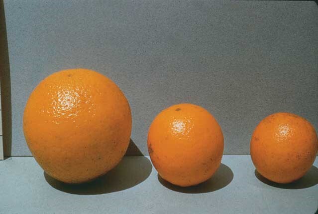 علایم کمبود پتاسیم در پرتقال