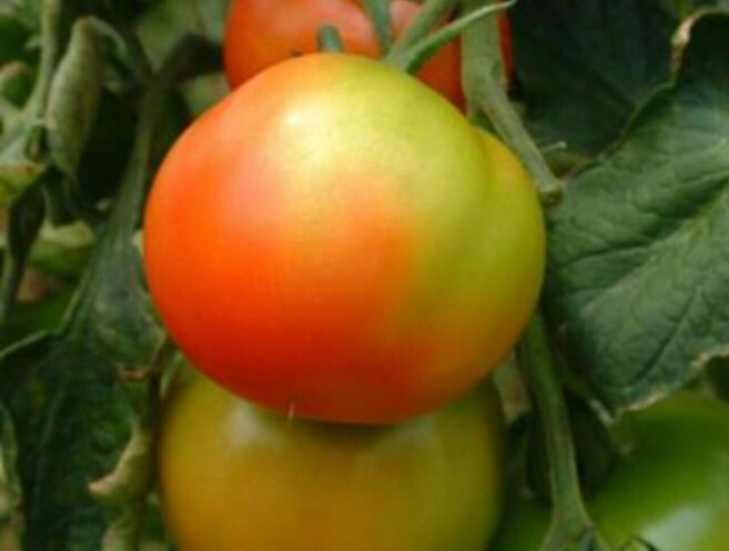 علایم کمبود پتاسیم در میوه گوجه فرنگی