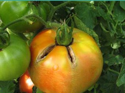 ترک خوردگی شعاعی در میوه گوجه فرنگی
