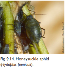 Honeysuckle aphid شته پیچ امین الدوله