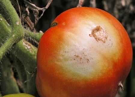 عارضه آفتاب سوختگی در میوه گوجه فرنگی