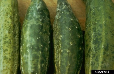 ویروس موزاییک خیار (Cucumber Mosaic Virus)