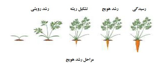مراحل کلی رشد هویج