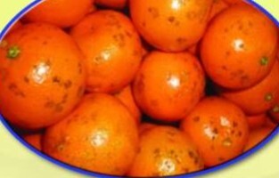 علایم عارضه لکه حفره ای یا پیتینگ روی میوه پرتقال