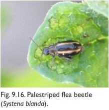 Palestriped flea beetle 