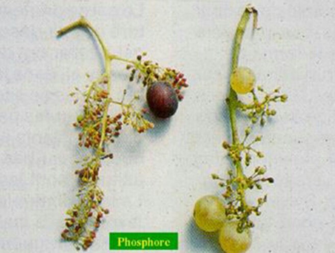 علایم کمبود فسفر در انگور