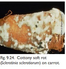 Cottony soft rot (white mold) پوسیدگی نرم پنبه ای