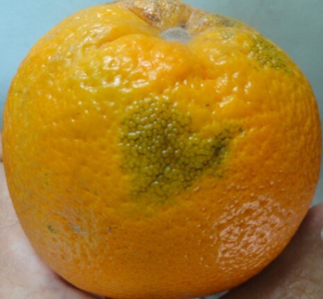 لکه روغنی روی پوست میوه پرتقال