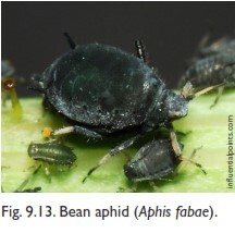 Bean aphid(شته لوبیا)