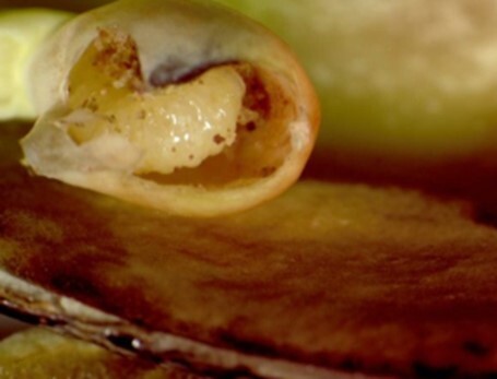 خسارت زنبور طلایی مغزخوار (Megastigmus pistaciae Walker) پسته