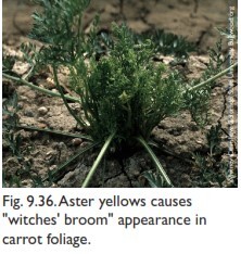 Carrot-Aster yellows بیماری زردی هویج