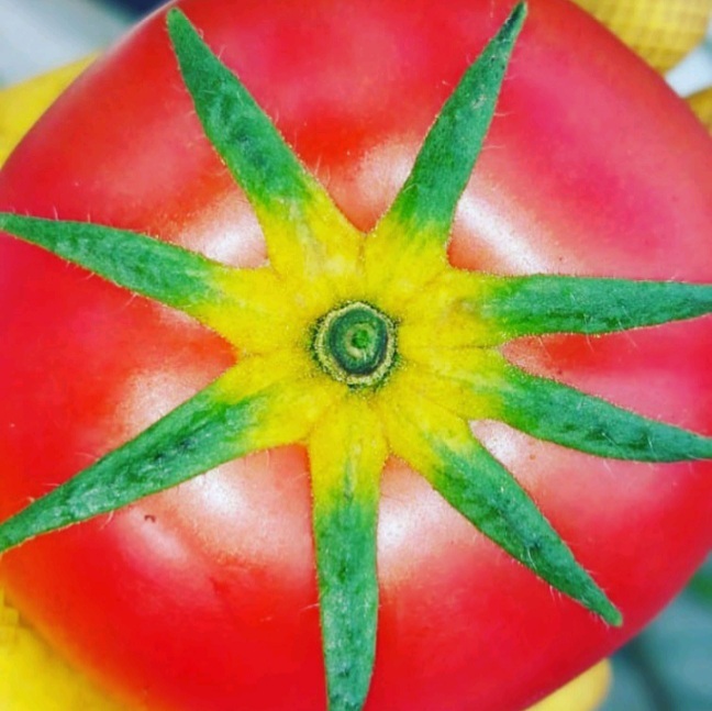 عارضه زردی کاسبرگ و برگ در گوجه فرنگی