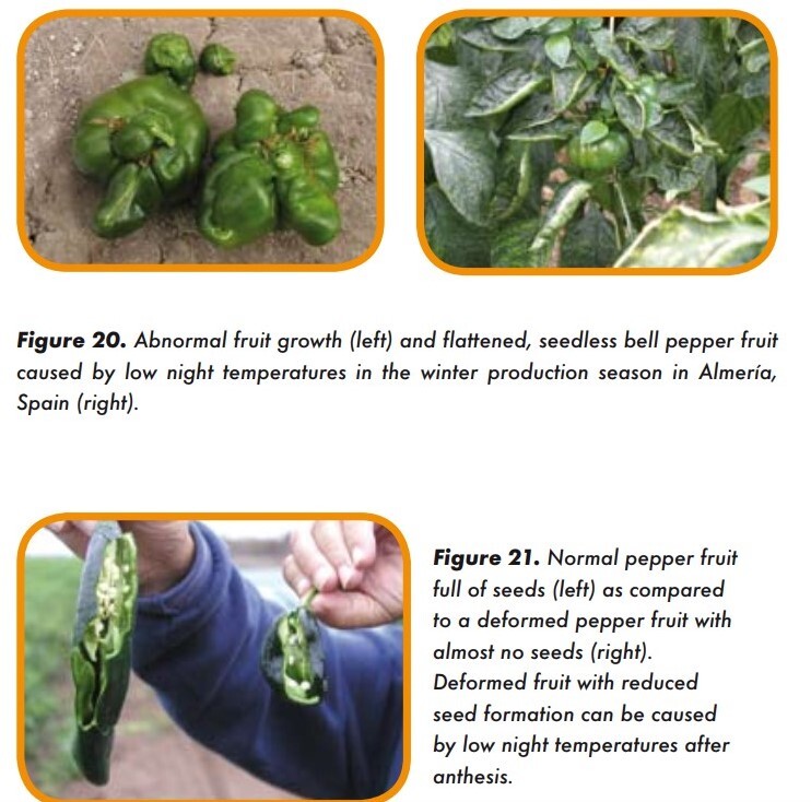 بدشکلی میوه، کاهش تعداد دانه و تولید میوه¬های بدون دانه به دلیل پایین بودن دمای شب در گلخانه