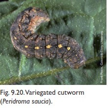Vavigated cutworm 