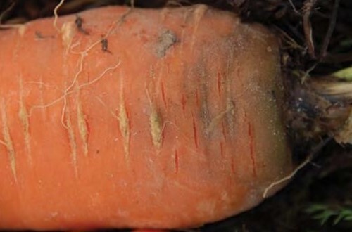 خسارت یخزدگی در هویج