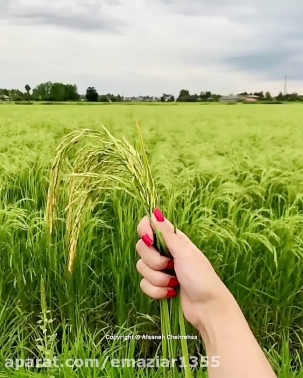 شالیزار برنجکاری