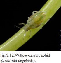 Willow-carrot aphids (شته-بید هویج)