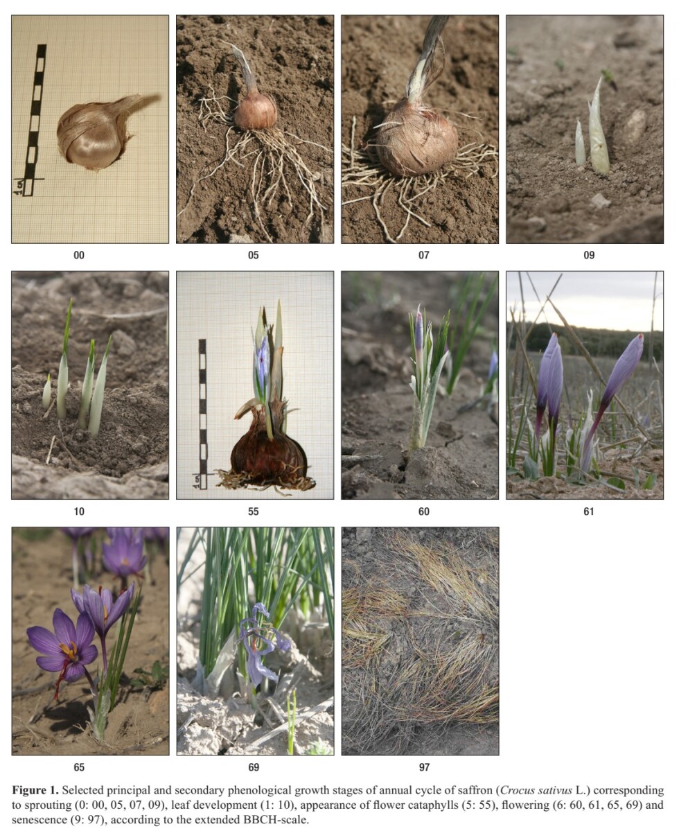 مراحل مختلف رشد گیاه زعفران