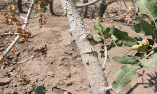 سرخشکیدگی درختان پسته (Paecilomyces variotii Nattrassia mangiferae )