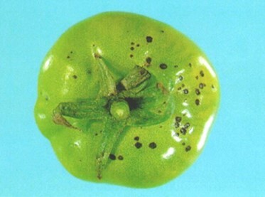 علایم لکه گرد یا خال باکتریایی بر روی میوه گوجه فرنگی