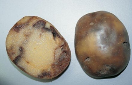 بیماری بادزدگی سیب زمینی: عامل بیماری Phytophthora infestans