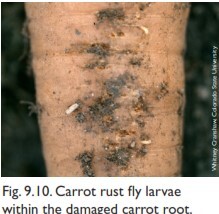 Carrot rust fly (زنگ پروازی هویج یا مگس هویج)